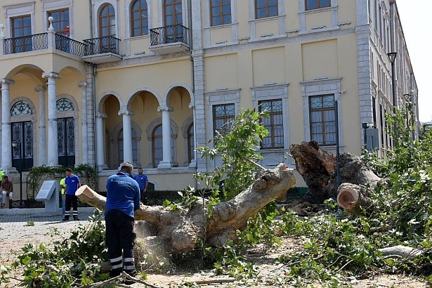 İzmir Valiliği önündeki asırlık çınar devrildi