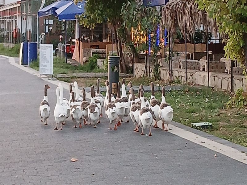 Kümese kapatılan kazlara şartlı tahliye